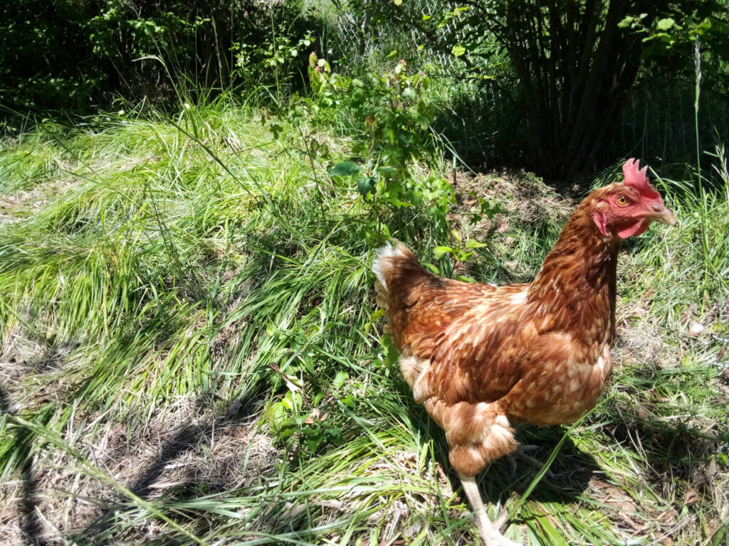 Poules